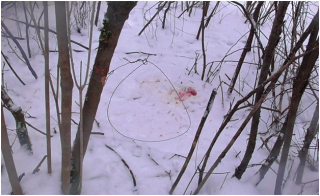 Использование петель для охоты запрещено!