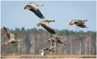 Охота на пернатую дичь. Весна 2022