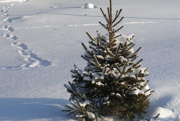 В лесу родилась елочка… А кто ее унес?