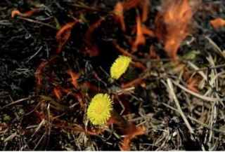 Весенние палы сухой растительности