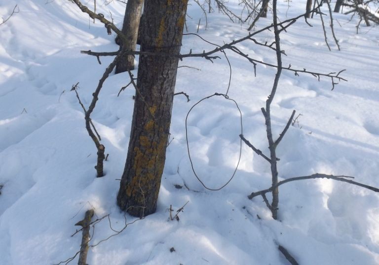 Запрещенные орудия охоты