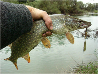 Запрет на лов щуки