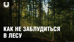 Грибной сезон: как не потеряться в лесу