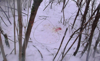 Охота с использованием петель для охоты запрещена и влечет за собой ответственность