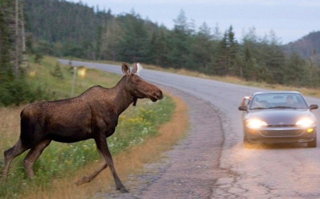 ДТП с участием диких животных