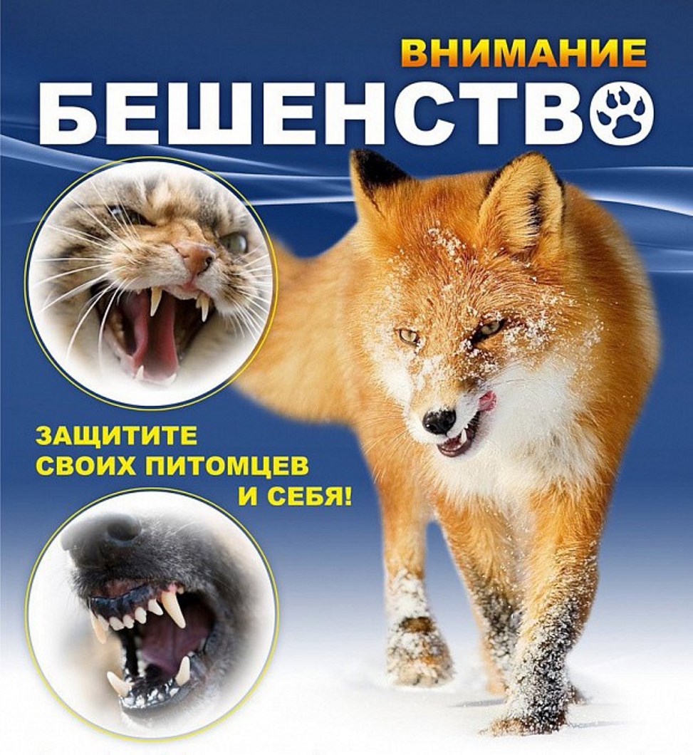 Бешенство и его профилактика