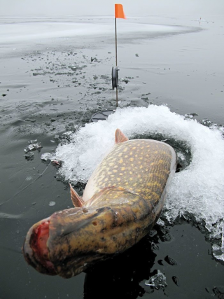 Лепельская межрайонная инспекция охраны животного и растительного мира напоминает