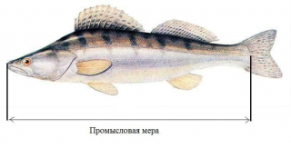 Промысловая мера