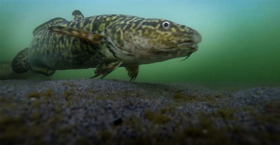 Налим в запрете