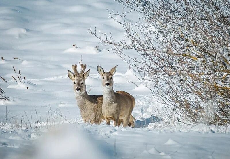 Непростое время для диких животных