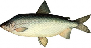 Лепельская межрайонная инспекция напоминает