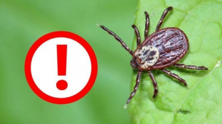 Клещевой энцефалит. Памятка для рыбаков и охотников