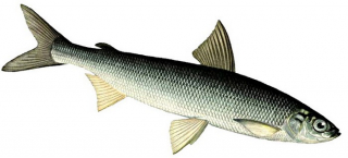 С 15 ноября по  20 декабря в рыболовных угодьях Беларуси вводится запрет на лов ряпушки европейской