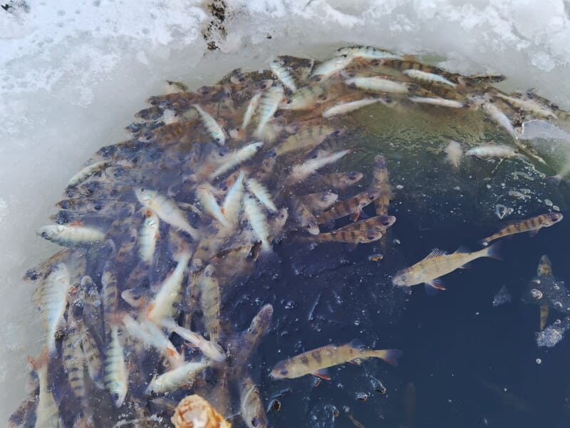 Зимний мор рыбы. Как его не допустить?