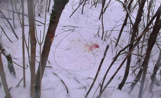 Использование петель для охоты запрещено