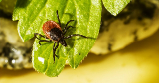 Осторожно, клещи!