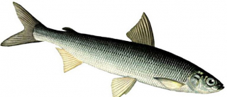 С 15 ноября по 20 декабря в рыболовных угодьях Беларуси вводится запрет на лов ряпушки европейской